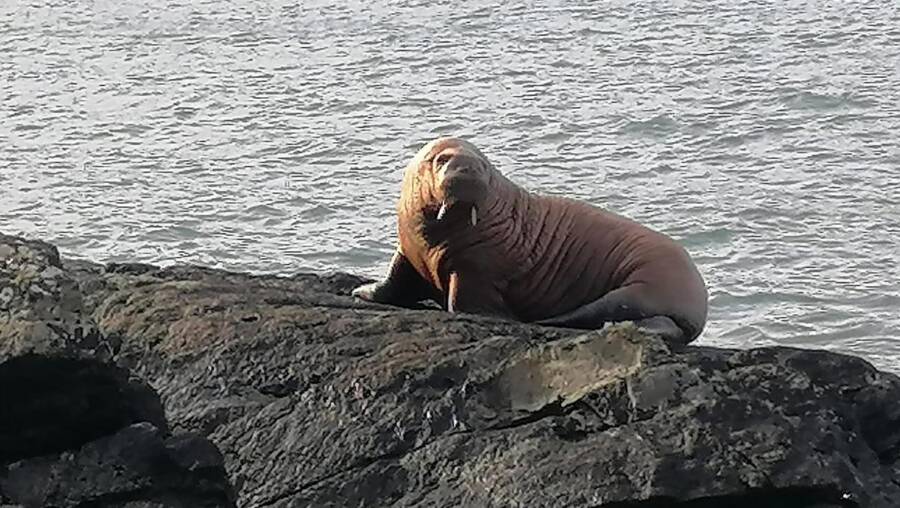Walrus In Ireland