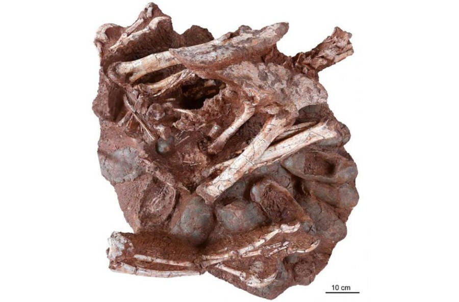 Preserved Dinosaur Nest Filled With Eggs