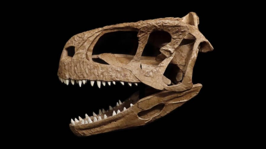 Reconstructed Llukalkan Aliocranianus Skull