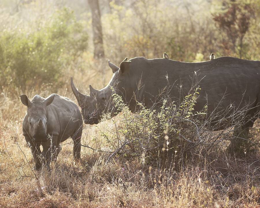 Rhinos In South Africa