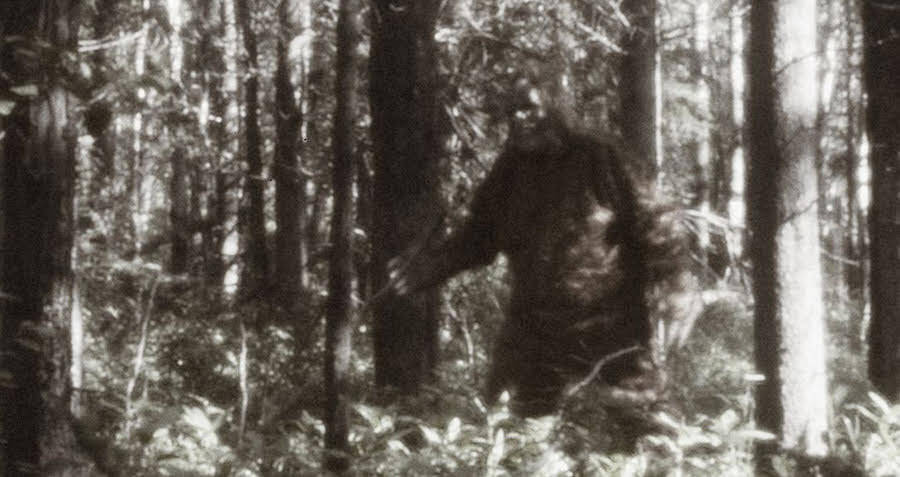 bigfoot pictures