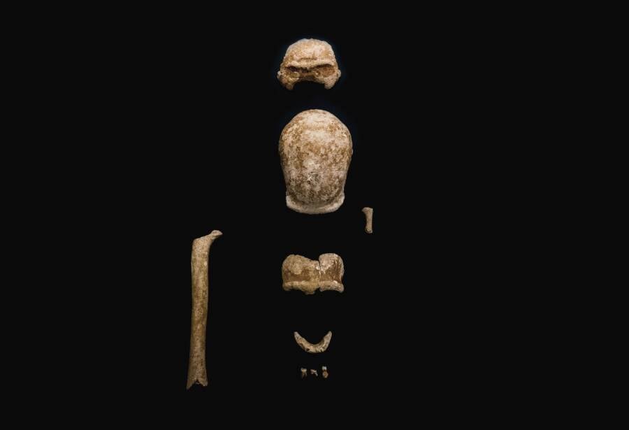 Skull And Jaw Bones Of Guattari Cave