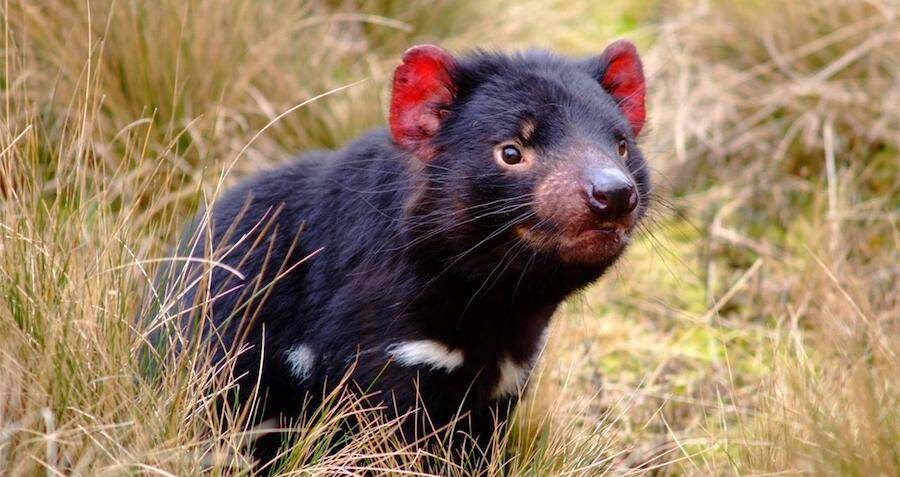 Tasmanian Devils Born On Mainland Australia For First Time In Centuries