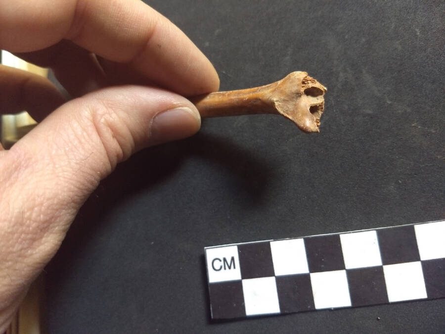 Ancient Rabbit Bone