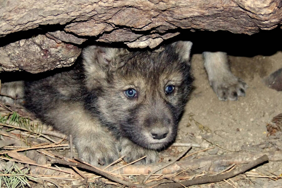 Gray Wolf Pups