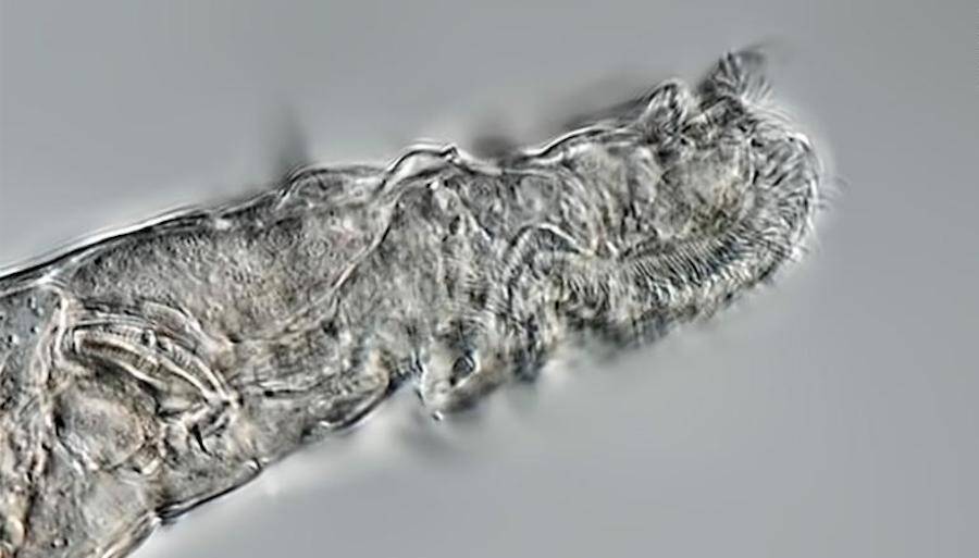 Michael Plewka<br>
Microscopic animals have come back to life after being frozen for millennia before, but Bdelloid rotifers have brains and guts — making their survival a remarkable discovery.