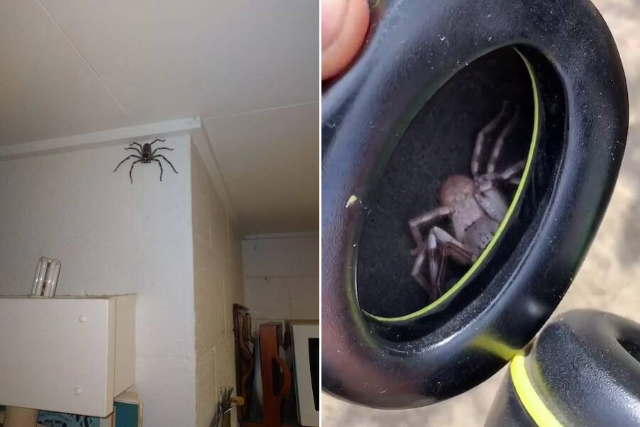 Giant Huntsman Spider Size