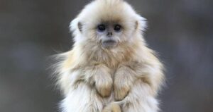 Golden Snub Nosed Monkey Infant B