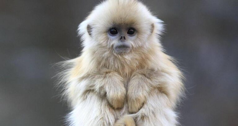 Golden Snub Nosed Monkey Infant B