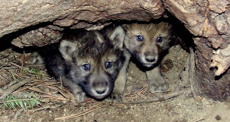 Gray Wolf Pups Seen In Colorado For The First Time In 80 Years