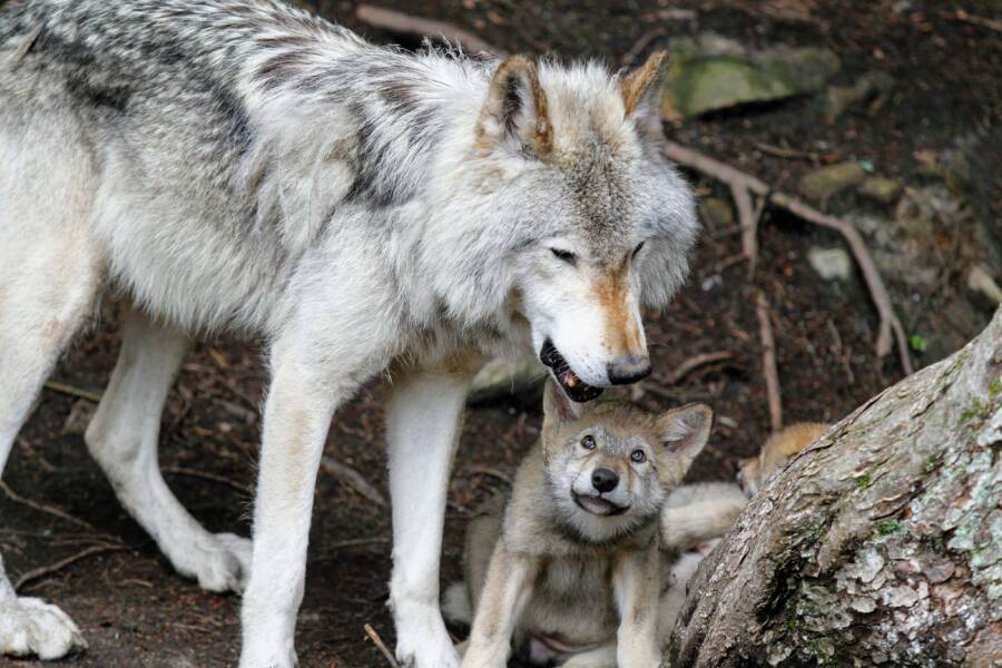 Gray Wolf With Gray Wolf Pup