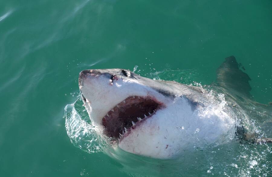Grande tubarão branco com mandíbulas abertas