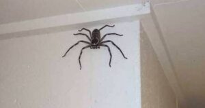 Huntsman Spider