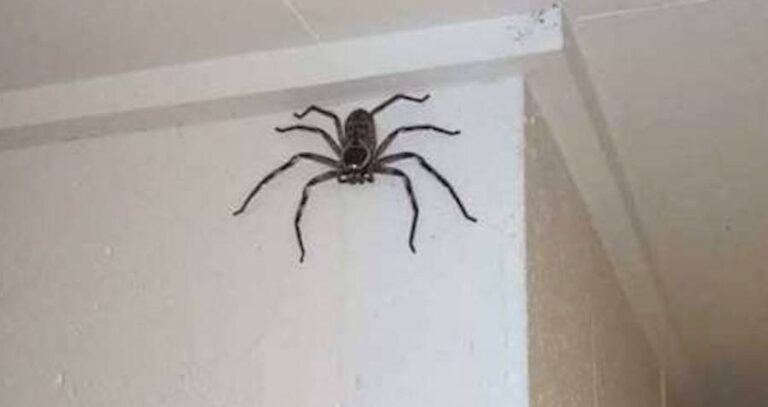 Huntsman Spider