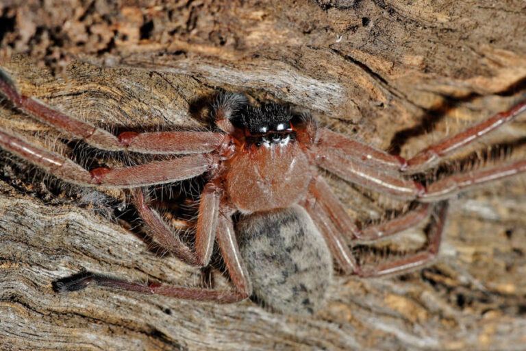 Meet The Huntsman Spider, The Arachnid Of Your Worst Nightmares