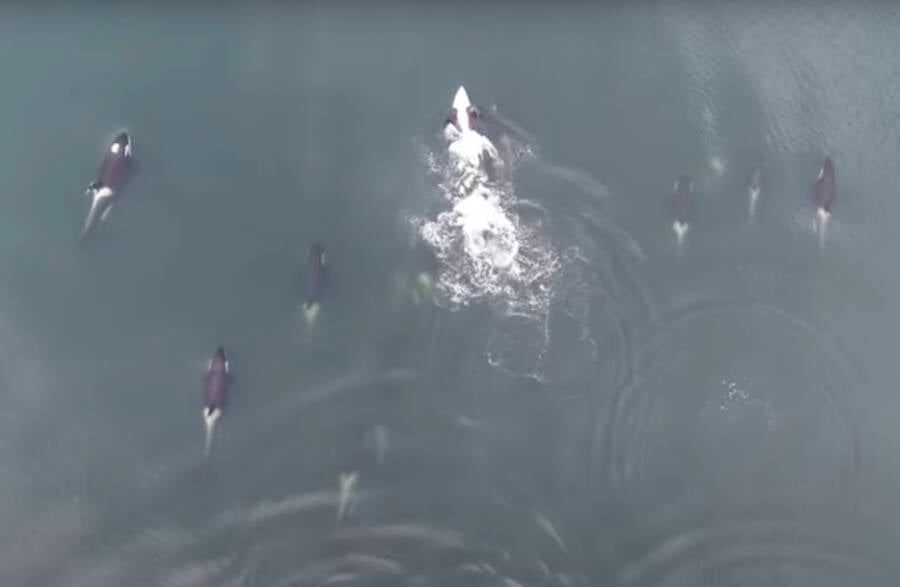 Baleias assassinas surgindo juntas