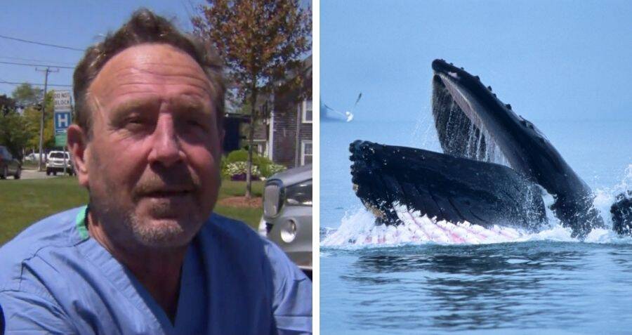 Cape Code Lobster Diver Survives Being Swallowed By A Whale