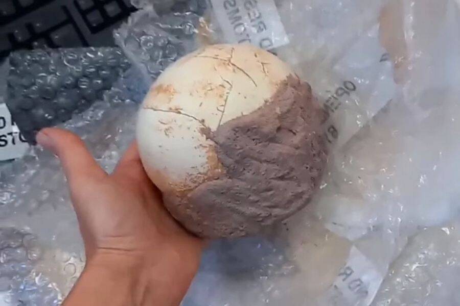 Customs and Monopolies Agency The Shunosaurus egg after Sunday’s confiscation in Bergamo. The egg had been mailed from Malaysia.