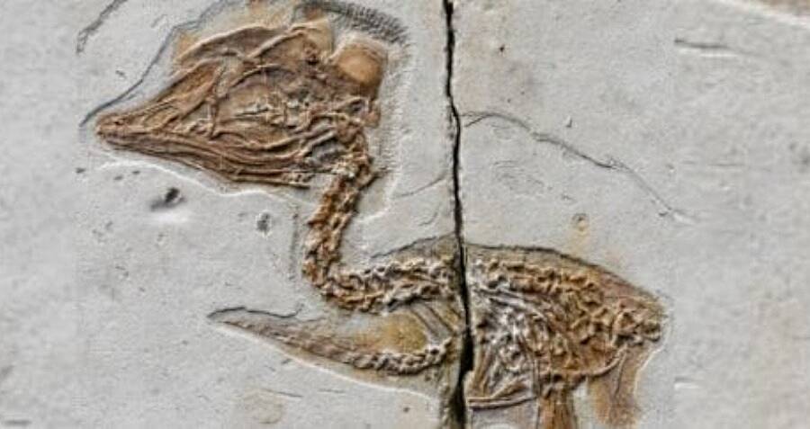 Ancient Bird Unearthed In China Shares Strikingly Similar Skull With T. Rex