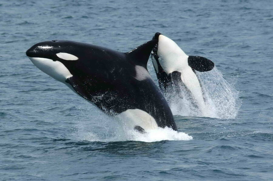 Duas baleias assassinas pulando