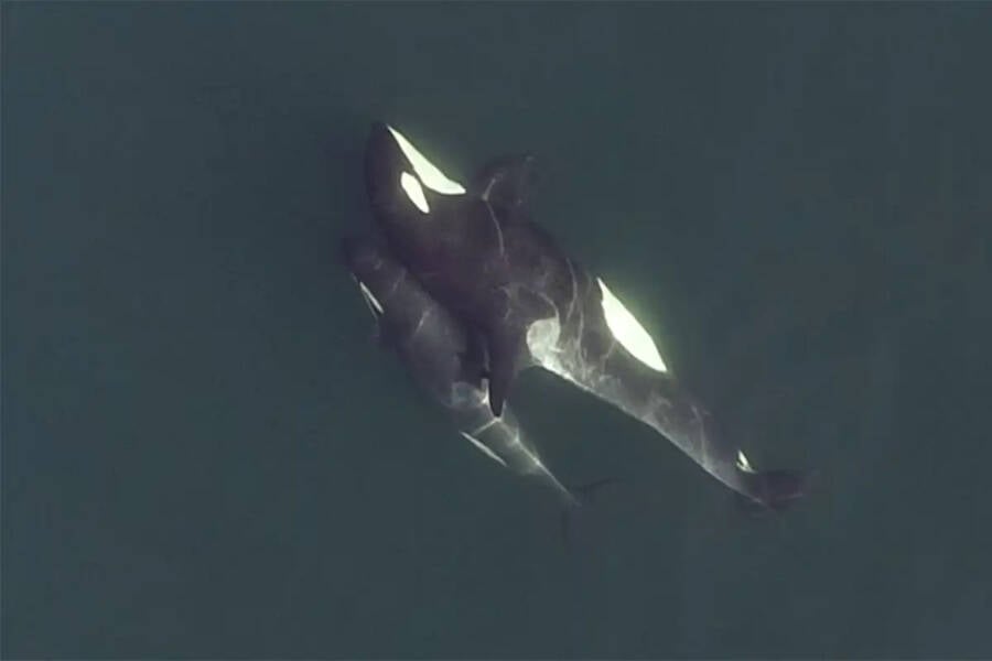 Dos orcas se tocan