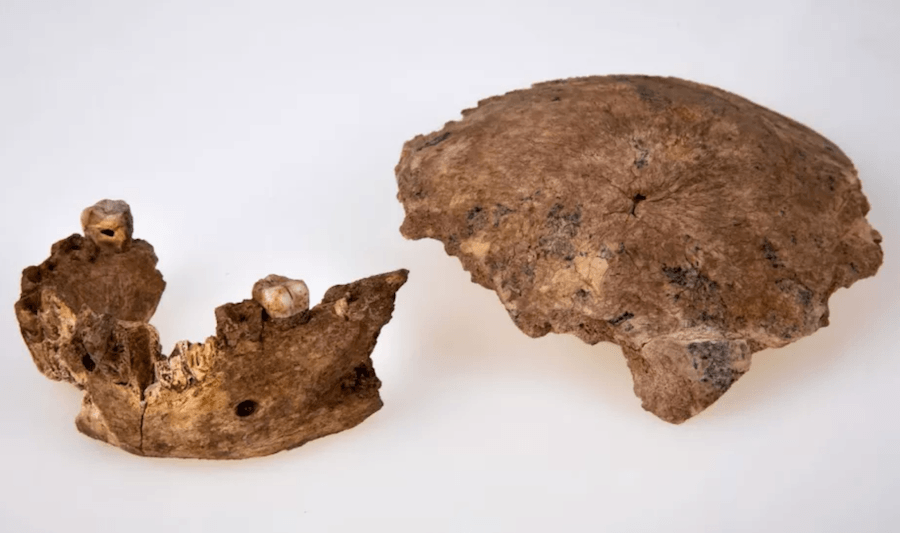 Unknown Human Ancestor