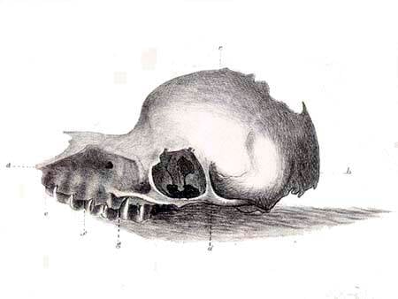 Alleged Bunyip Skull