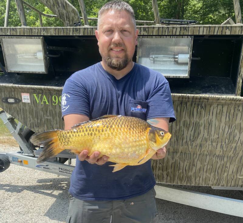 Giant Goldfish In Virginia