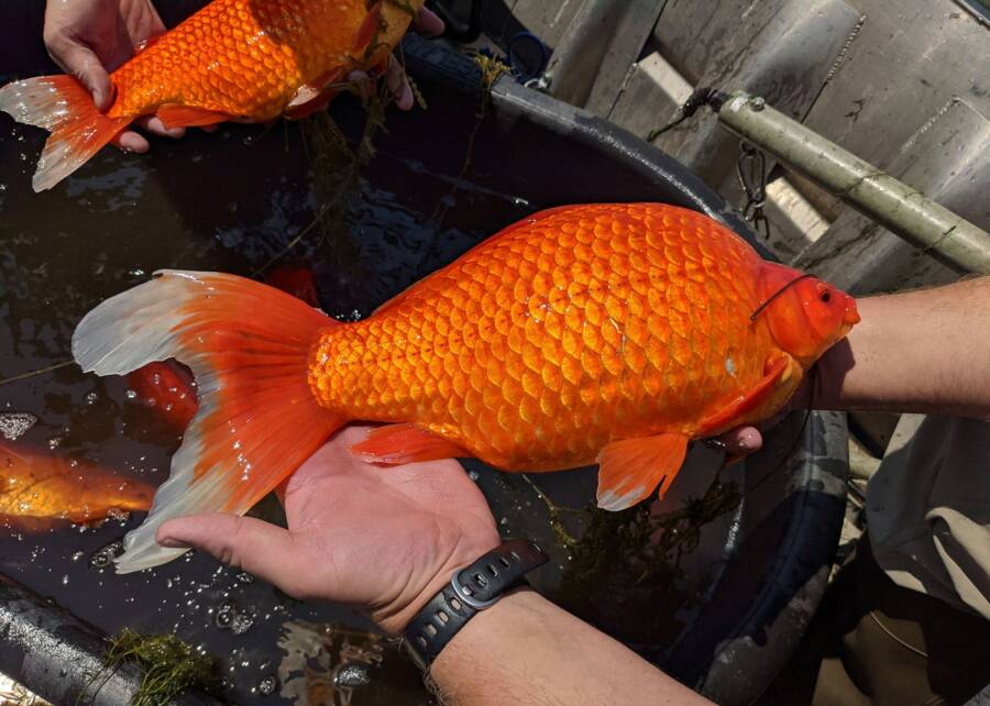 Giant Goldfish