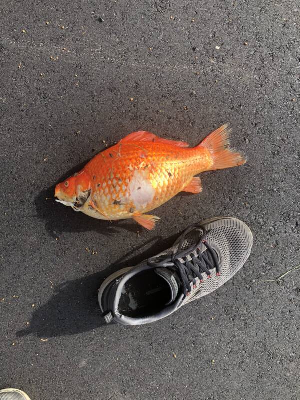 Goldfish And Shoe