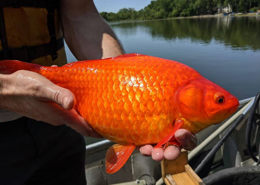 Holding Giant Goldfish