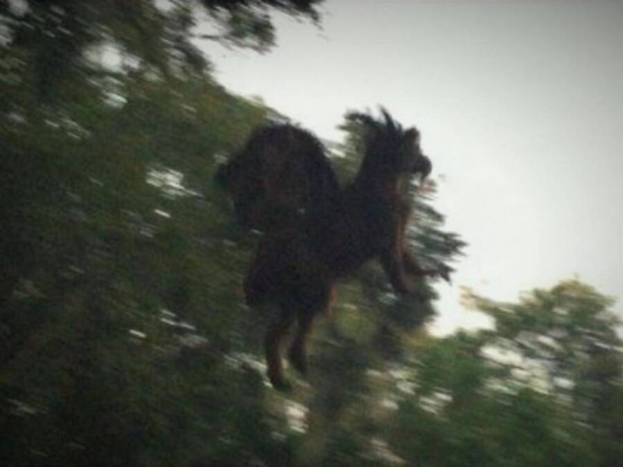 Alleged Photo Of The Jersey Devil