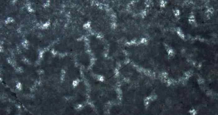 Elizabeth Turner Fossils