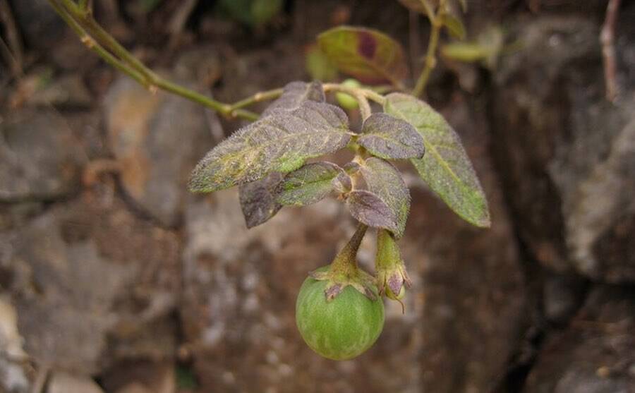 Solanum Baretiae