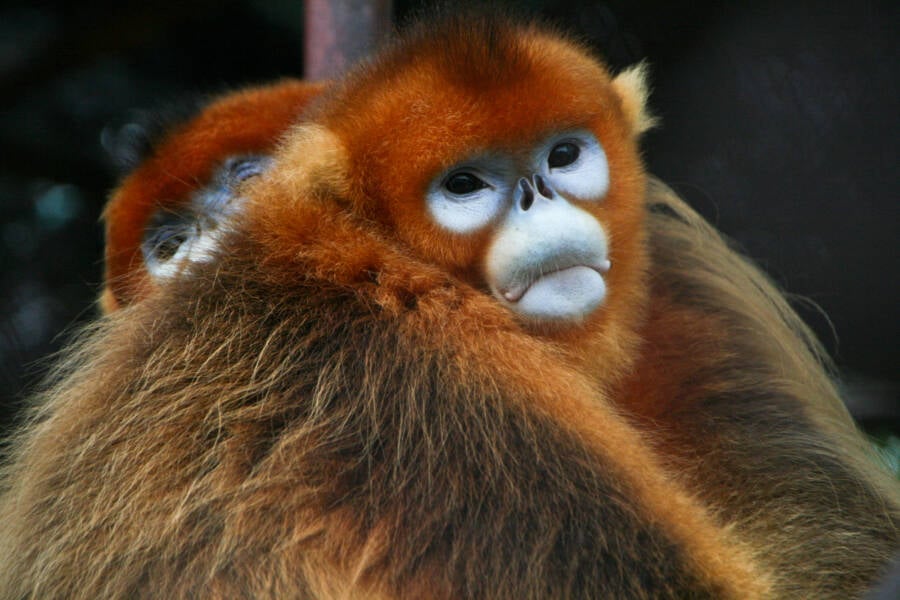 golden snub nosed monkey stuffed animal