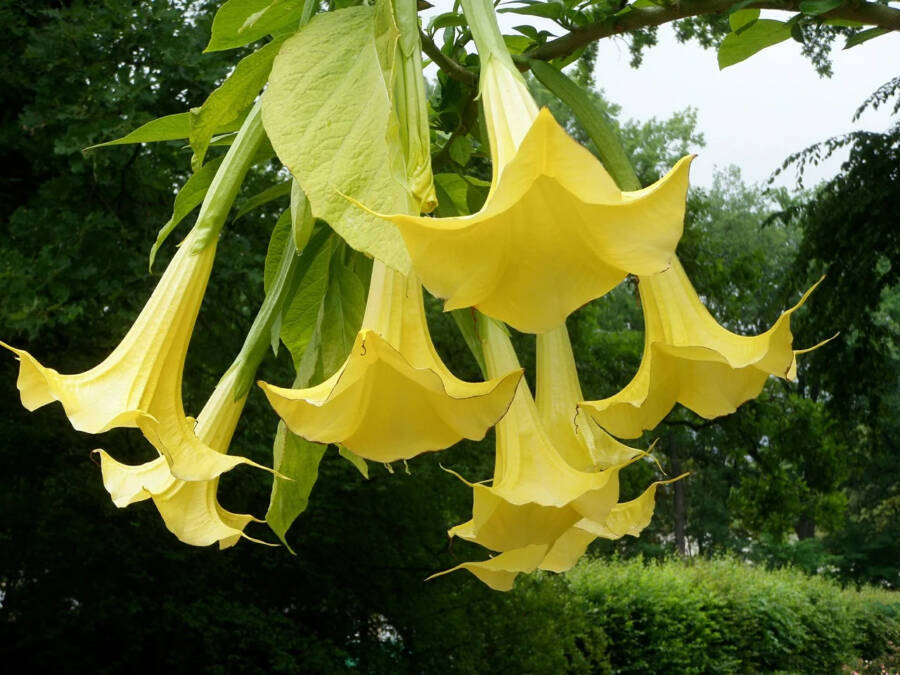 Yellow Angels Trumpet Plants