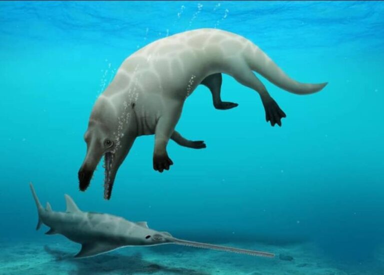 FourLegged Whale Discovered In Egypt Dubbed 'God Of Death'