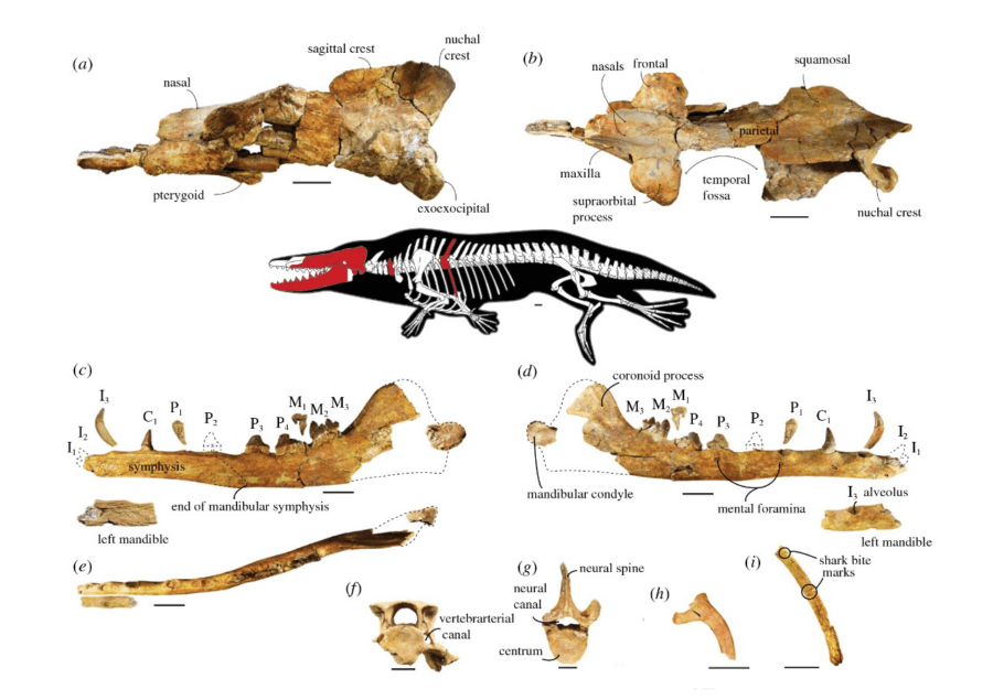 Huesos de ballena de cuatro patas