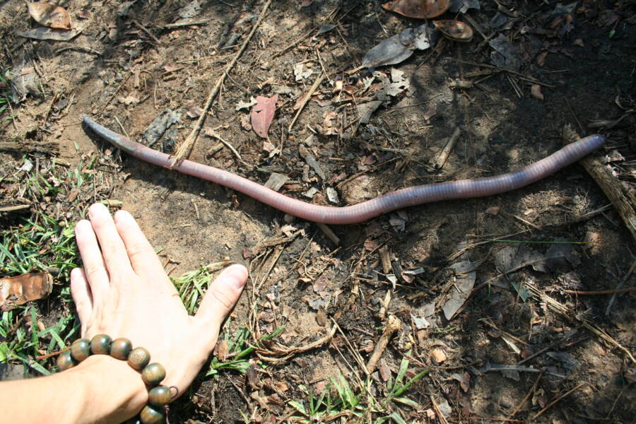 Biggest Worm In The World