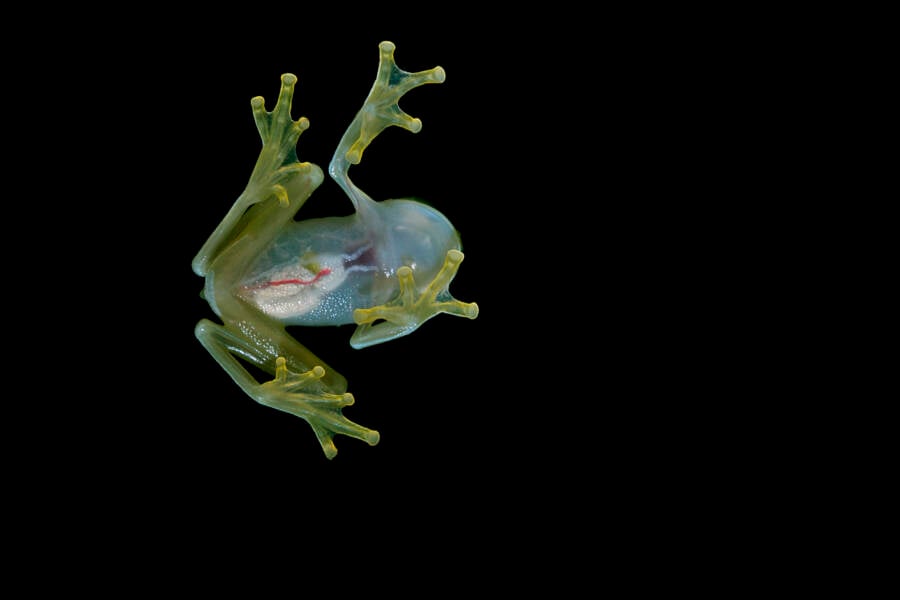Interesting Facts About Glass Frogs