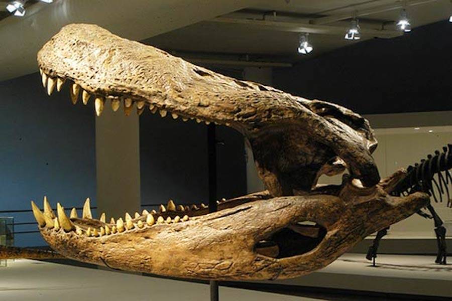 Cráneo de Purussaurus brasilensis