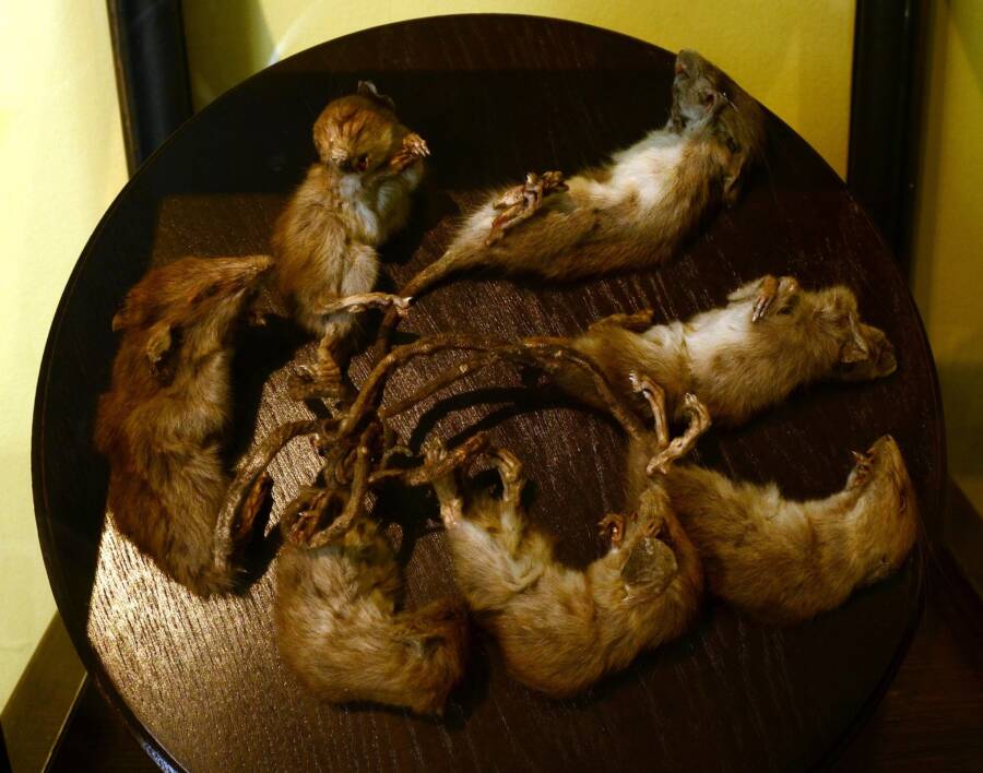 What is a rat king? - Quora