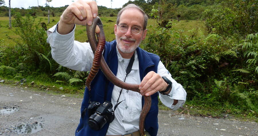 meet-australia-s-giant-gippsland-earthworm-the-world-s-biggest-worm