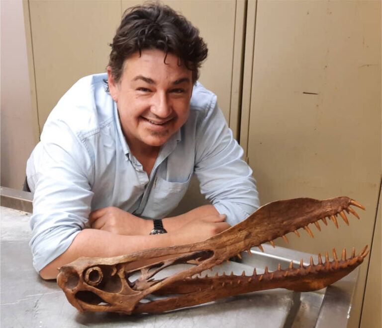 fossil traders amazing prehistoric flying reptile