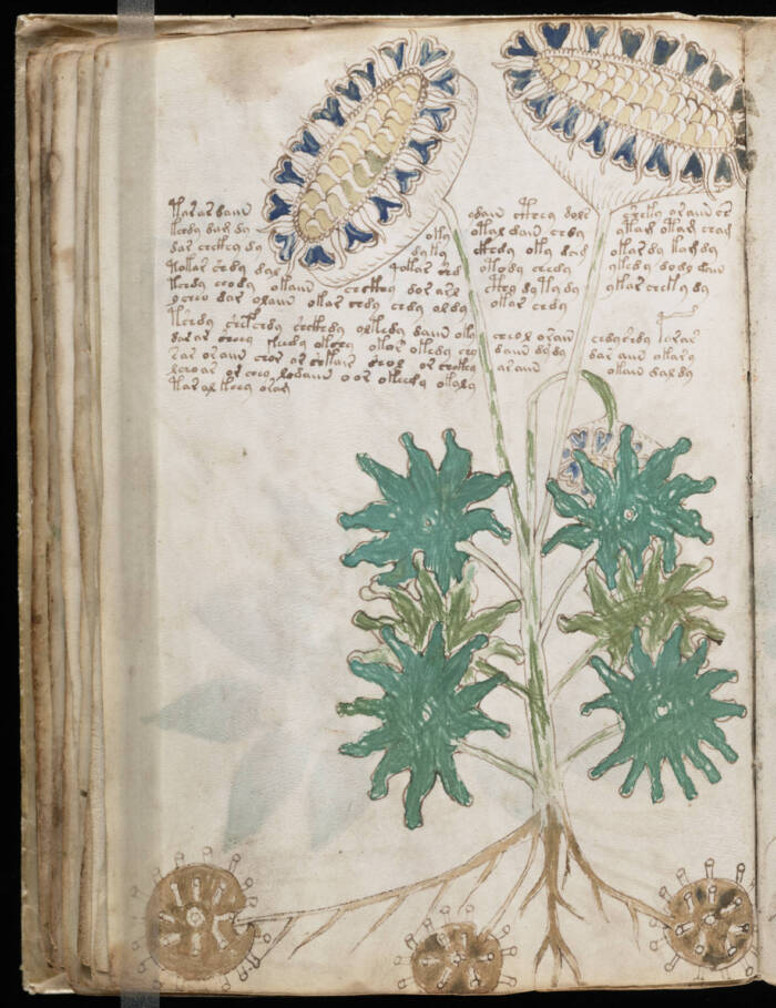 Voynich Manuscript Page 66