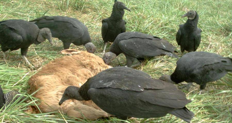 Federally Protected Black Vultures 'Eating Cows Alive' Across Midwest