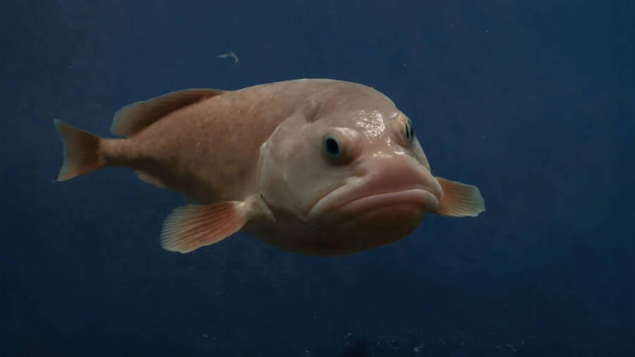 Blobfish Underwater