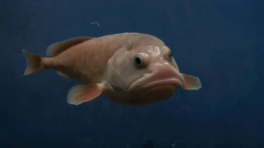 Meet The Blobfish, The 'Ugliest Animal In The World