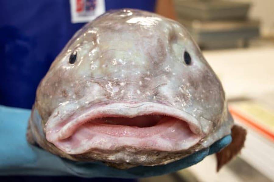 Meet The Blobfish, The 'Ugliest Animal In The World