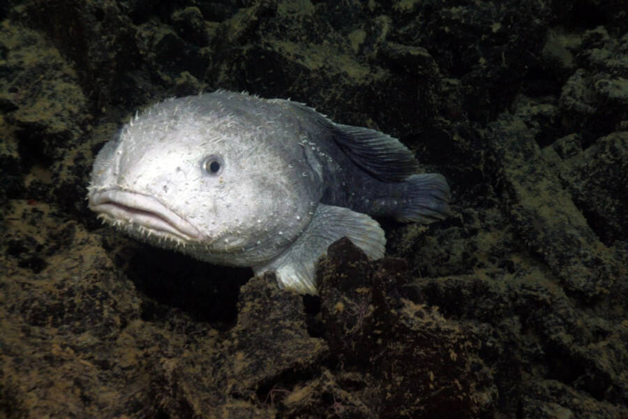 Blobfish Picture